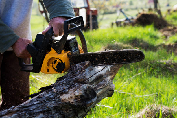 How Our Tree Care Process Works  in  Honokaa, HI